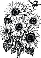 Hand Drawn Sunflower Vector Illustration – Detailed Botanical Flower Sketch