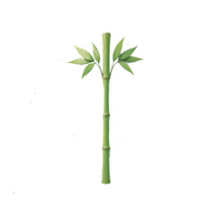 Fototapeta premium Vector illustration bamboo plant isolated on white background
