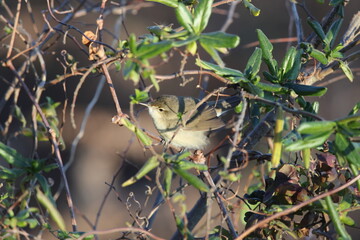 Blyth's reed warbler (Acrocephalus dumetorum) is a species of reed warbler belonging to the family Acrocephalidae. This photo was taken in Japan.