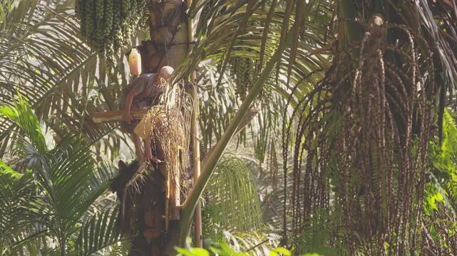 Elderly indonesian farmer climbing an aren or sugar palm, Arenga pinnata, in rural Flores, collecting fresh sap to produce palm wine, local arak or sopi spirit, and sugar