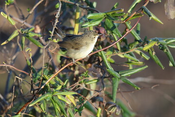 Blyth's reed warbler (Acrocephalus dumetorum) is a species of reed warbler belonging to the family Acrocephalidae. This photo was taken in Japan.