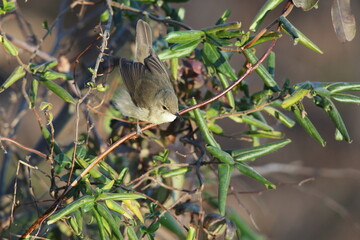 Blyth's reed warbler (Acrocephalus dumetorum) is a species of reed warbler belonging to the family Acrocephalidae. This photo was taken in Japan.