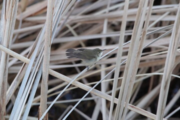 Blyth's reed warbler (Acrocephalus dumetorum) is a species of reed warbler belonging to the family Acrocephalidae. This photo was taken in Japan.