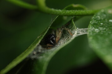 Bowl and Doily spiders construct bowl-shaped or inverted webs to trap small insects. Their behavior of perching on the web and using their legs to sense vibrations is characteristic of this family.