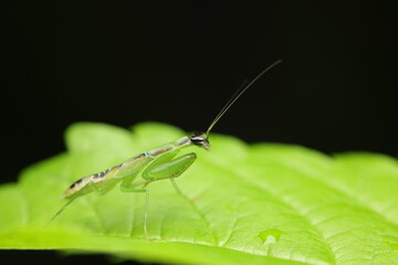 The praying mantis (Mantodea) is a natural predator equipped with strong raptorial forelegs to seize prey. Its camouflage and ambush hunting behavior enhance its success as an efficient predator.