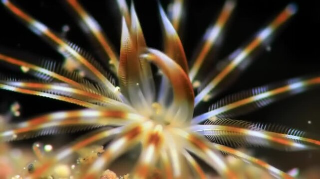 Close-up of a colorful underwater creature
