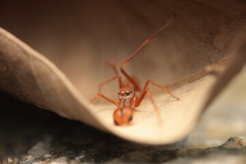 The ant-mimicking spider (Myrmarachne plataleoides) is a jumping spider of the family Salticidae that has evolved to resemble red weaver ants in both form and behavior. 
