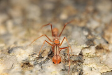 The Kerengga ant-like jumper (Myrmarachne plataleoides) is a jumping spider of the family Salticidae, evolved to closely mimic the appearance and behavior of the weaver ant (Oecophylla smaragdina).