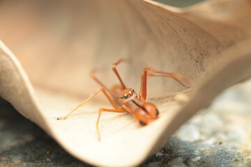 The ant-mimicking spider (Myrmarachne spp.) is a jumping spider from the family Salticidae that has evolved to imitate red weaver ants in both form and movement.