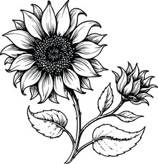 Hand Drawn Sunflower Vector Illustration – Detailed Botanical Flower Sketch