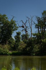 Obraz premium A family of storks – white stork on a nest in a distant leafless tree. 