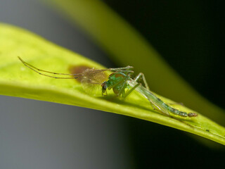 Green lacewing close-up on leaf in Mauritius 