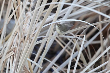 Blyth's reed warbler (Acrocephalus dumetorum) is a species of reed warbler belonging to the family Acrocephalidae. This photo was taken in Japan.