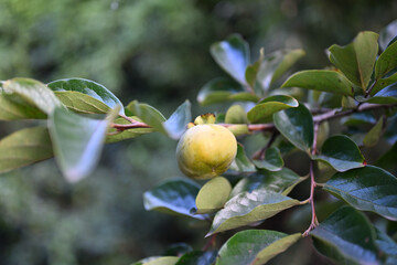 秋に向けて成長する柿の木