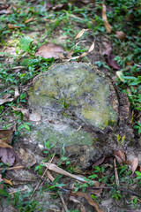 A weathered tree stump on the forest floor with surrounding leaves