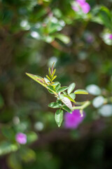 New growth on a plant branch with soft pink flowers blurred