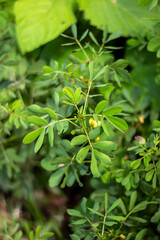 Vibrant green leaves of a plant in closeup detail