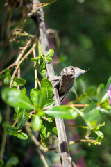 A small lizard rests on a branch amidst green foliage