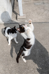 立って見上げる可愛い猫