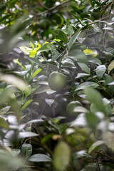 A small, green, unripe fruit growing on a leafy plant branch