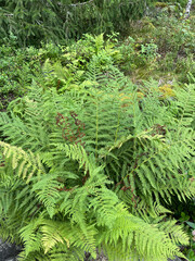green fern in the forest