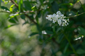 Small white flowers of bird’s-foot trefoil with green leaves.
