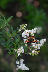 Beautiful peacock butterfly on a white bird’s-foot trefoil flower.
