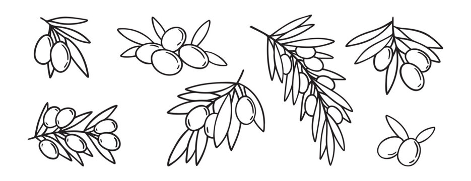  olive branch isolated doodle hand drawn on white background set. Outline drawing olive tree branch for menu, logo, greeting cards