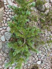 stone wall with moss
