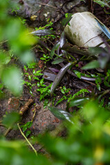 A lizard crawls on the forest floor surrounded by green leaves