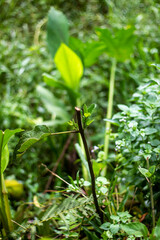 New growth sprouts from a small branch in a lush garden