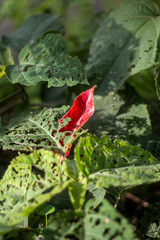 A single red leaf stands out amidst damaged green foliage