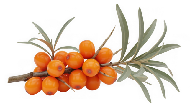 Sea buckthorn berries on a branch with leaves, isolated on transparent background