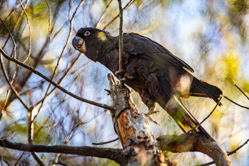 Yellow-tailed Black Cockatoo perched in bush