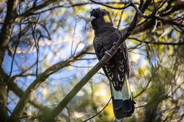 Yellow-tailed Black Cockatoo perched in bush