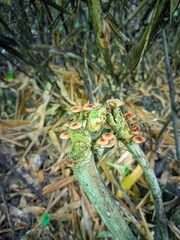 "Tiny mushrooms cling to a forest stem, surrounded by dried leaves and quiet nature."