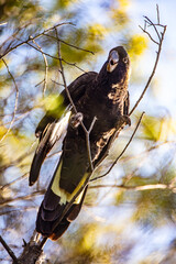 Yellow-tailed Black Cockatoo perched in bush
