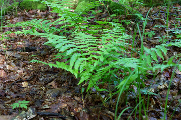Vibrant green fern fronds sprout through a layer of fallen brown leaves, symbolizing the constant renewal and vitality of nature in a forest setting.