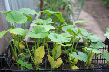 Pumpkin or zucchini seedlings with large green leaves are in plastic crates, ready for planting. This shot conveys the process of cultivation, seasonal preparation, and the anticipation of a future ha