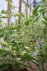 Inside a greenhouse, young tomato plants with green fruits grow in neat rows. The image conveys an atmosphere of care, healthy growth, and the anticipation of a future harvest.
