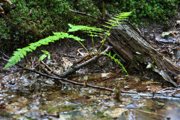 A rich image of a forest floor where young ferns grow through wet branches and moss. The water in the stream reflects the natural colors, creating a cozy and peaceful atmosphere.