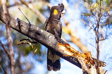 Yellow-tailed Black Cockatoo perched in bush © Wildiaries