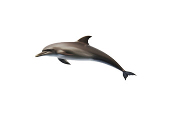 A single dolphin swimming and leaping gracefully in dark blue water marine mammal