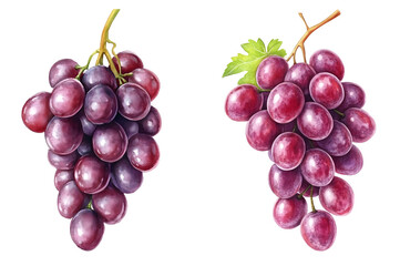 Fototapeta premium purple grape bunch watercolor illustration isolated on transparent background