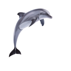 Fototapeta premium A realistic gray dolphin leaps from dark water with fins extended and tail fluke angled