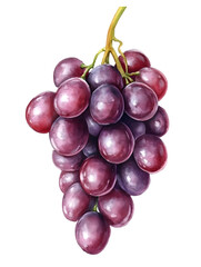Fototapeta premium purple grape bunch watercolor illustration isolated on transparent background