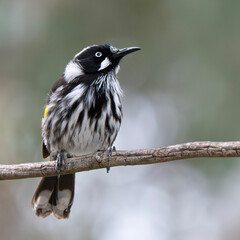 New Holland Honeyeater (Phylidonyris Novaehollandiae)
