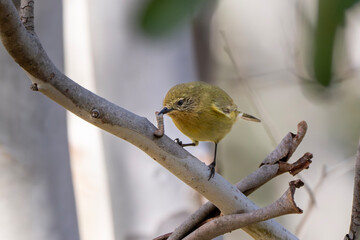 Yellow Thornbill (Acanthiza Nana)