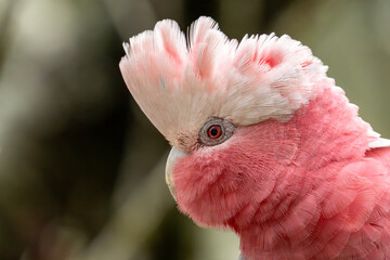 Galah (Eolophus Roseicapilla)