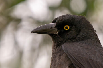 Pied Currawong (Strepera Graculina)